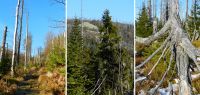 06 ende november am finsterauer lusensteig